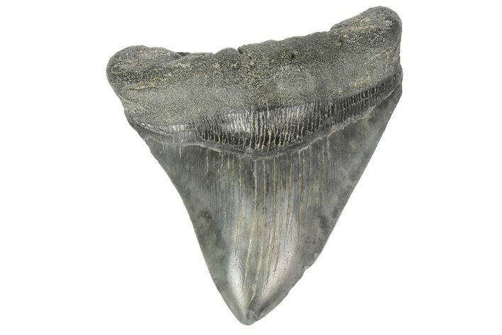Fossil Megalodon Tooth - South Carolina #170341